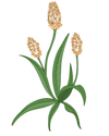 Daily Fiber